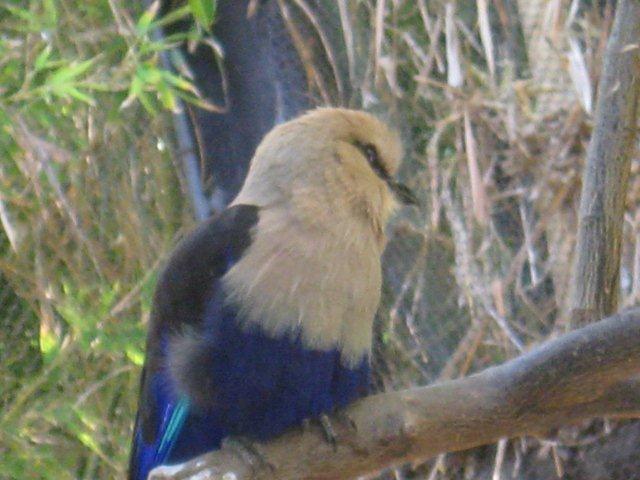 Blue-Bellied Roller